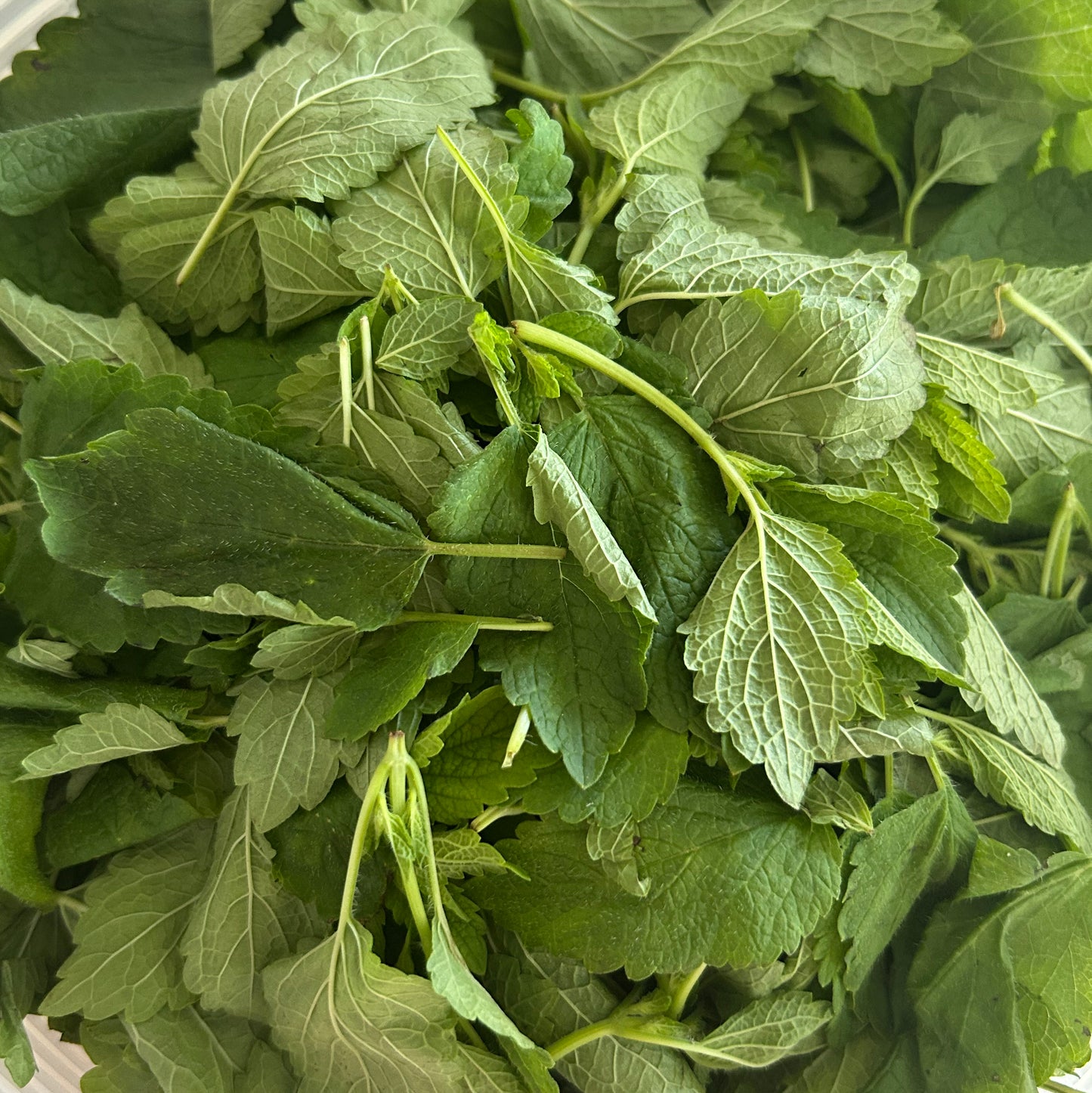 Lemon Balm and Rose Glycerite - 2 fl. oz.