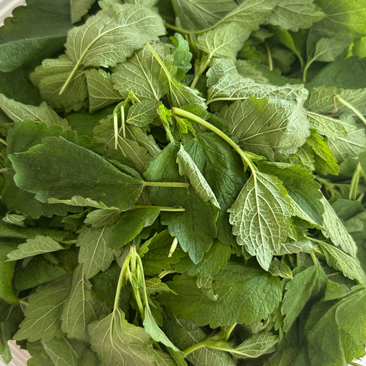 Lemon Balm and Rose Glycerite - 2 fl. oz.